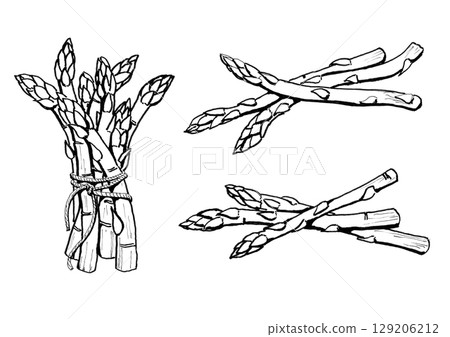 asparagus line drawing asparagus line drawing 129206212