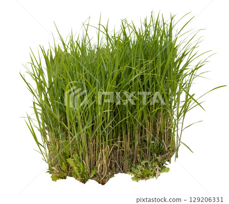 Lush green grass isolated on white background, emphasizing its vibrant colors and textures ideal for various design and landscaping projects. Front view, cut out plant. Lush green grass isolated on white background, emphasizing its vibrant colors and textures ideal for various design and landscaping projects. Front view, cut out plant. 129206331