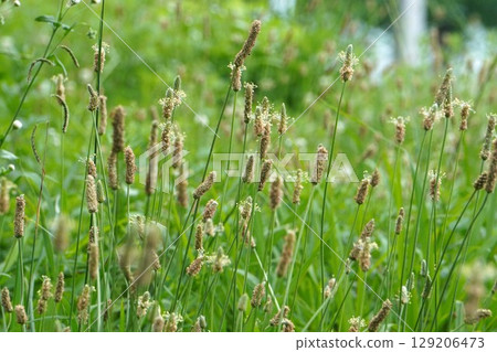 Plantain flower - 2025 Plantain flower - 2025 129206473