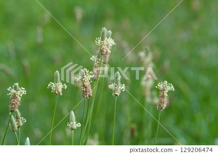 芭蕉花 - 2025 129206474