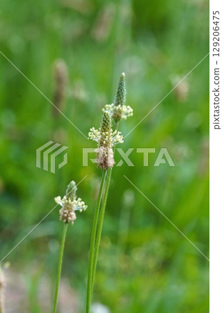 芭蕉花 - 2025 129206475