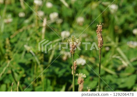 Plantain flowers, June 2025 129206478