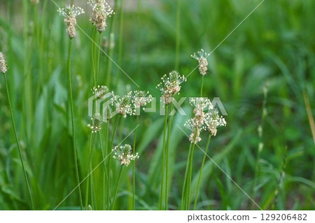 車前草花，2025年6月 129206482