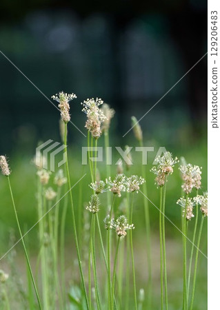 Plantain flowers, June 2025 129206483