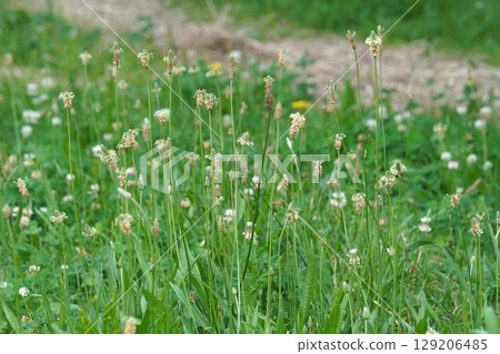 車前草花，2025年6月 129206485