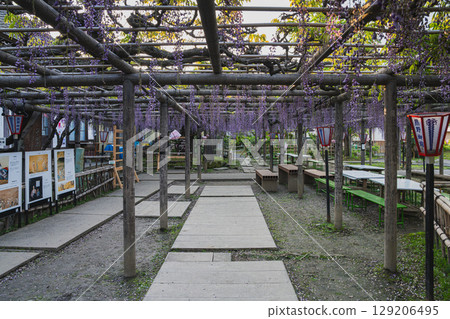 Kumano's long wisteria in Iwata City (Shizuoka Prefecture) 129206495