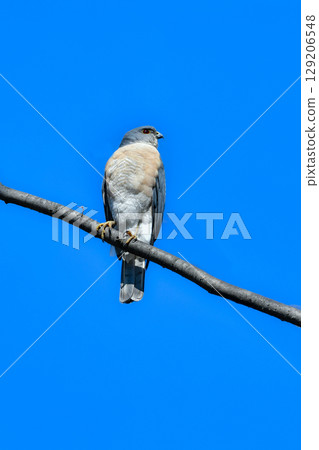 The common hunter, the cool-looking hawk-eared sparrowhawk, can be found in residential areas and parks. The common hunter, the cool-looking hawk-eared sparrowhawk, can be found in residential areas and parks. 129206548
