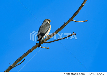 The common hunter, the cool-looking hawk-eared sparrowhawk, can be found in residential areas and parks. The common hunter, the cool-looking hawk-eared sparrowhawk, can be found in residential areas and parks. 129206557