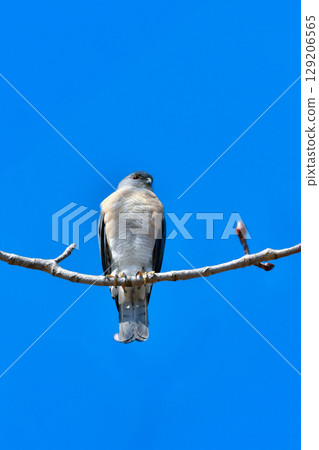 The common hunter, the cool-looking hawk-eared sparrowhawk, can be found in residential areas and parks. 129206565