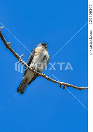 The common hunter, the cool-looking hawk-eared sparrowhawk, can be found in residential areas and parks. The common hunter, the cool-looking hawk-eared sparrowhawk, can be found in residential areas and parks. 129206566
