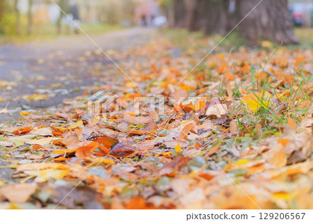 Walking in autumn park. Sunny weather in autumn. Orange fall leaves. Warm weather. Bright yellow leaves. Walking in autumn park. Sunny weather in autumn. Orange fall leaves. Warm weather. Bright yellow leaves. 129206567