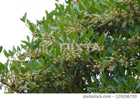 Mokkoku buds, June 2025 Mokkoku buds, June 2025 129206730