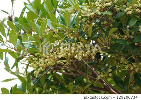 Mokkoku buds, June 2025 129206734