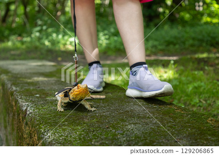 Agama in a winged dragon harness against the backdrop of its owner's legs Agama in a winged dragon harness against the backdrop of its owner's legs 129206865