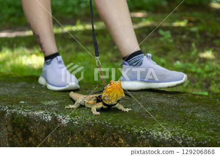 Agama in a winged dragon harness against the backdrop of its owner's legs 129206868