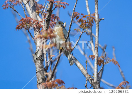 The common hunter, the cool-looking hawk-eared sparrowhawk, can be found in residential areas and parks. The common hunter, the cool-looking hawk-eared sparrowhawk, can be found in residential areas and parks. 129206881