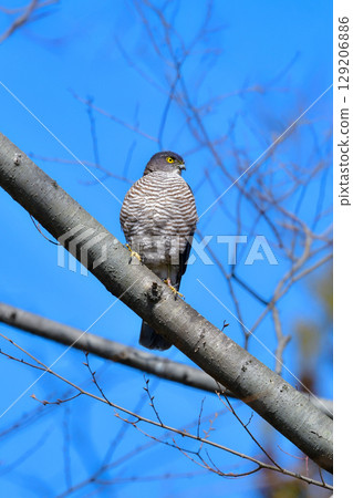 The common hunter, the cool-looking hawk-eared sparrowhawk, can be found in residential areas and parks. 129206886