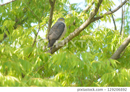 The common hunter, the cool-looking hawk-eared sparrowhawk, can be found in residential areas and parks. The common hunter, the cool-looking hawk-eared sparrowhawk, can be found in residential areas and parks. 129206892