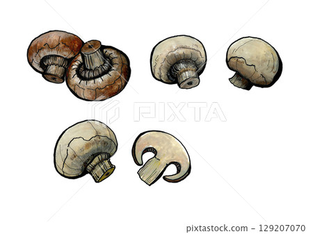 Mushroom 129207070