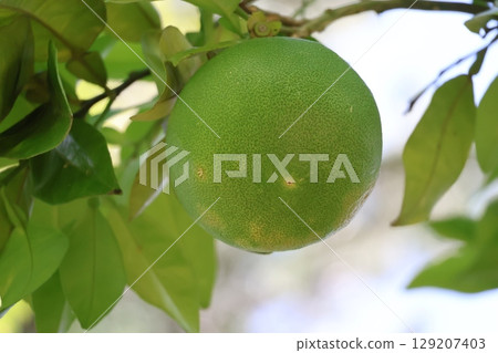 A close-up view of a tree branch bearing green pomelo (pomelo) fruits 129207403