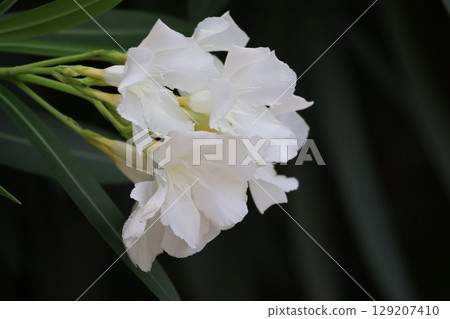白色花瓣夾竹桃花的特寫 129207410