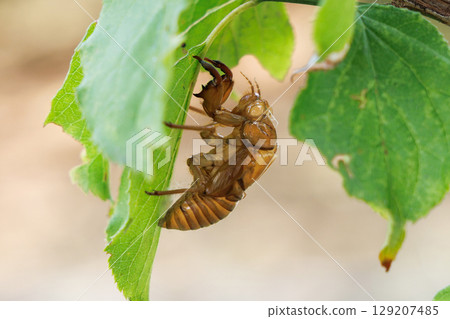 molted cicada shell 129207485