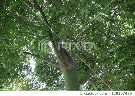 A view of a large tree with green leaves and trunks A view of a large tree with green leaves and trunks 129207489