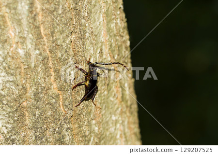 鋸齒切蘑菇 129207525