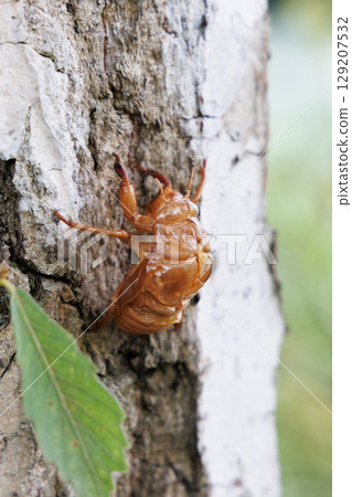 molted cicada shell 129207532