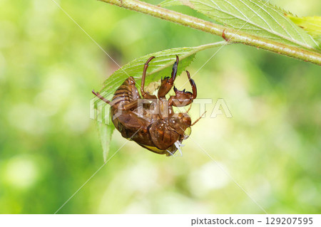 molted cicada shell 129207595