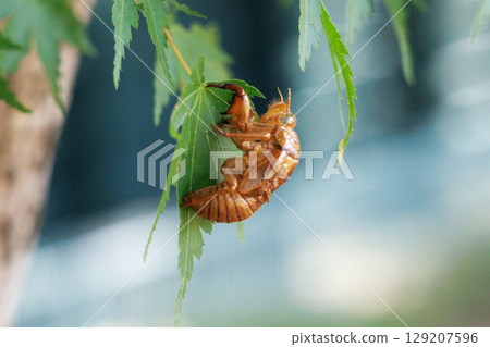 molted cicada shell 129207596