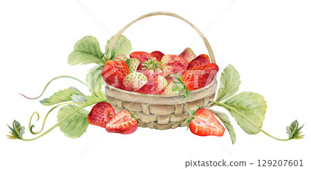 Strawberry in weaved basket with leaves tendrils, ripe picked garden berry harvest heap, pineberry strasberry. Isolated illustration hand drawn in watercolor. Dessert cafe menu, farmers market grocery 129207601