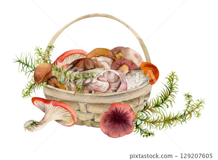Basket full of picked mushrooms, autumn forest harvest of bolete russula webcap milk-cap fungi with horsetail plant stalks, vegan cooking edible raw ingredient. Illustration hand drawn in watercolor. 129207605