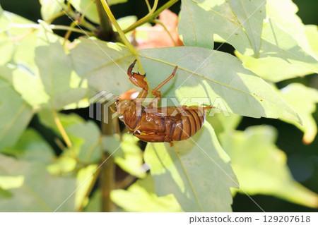 molted cicada shell molted cicada shell 129207618