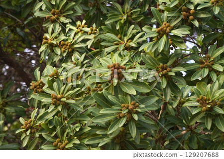 Bayberry fruit, June 2025 Bayberry fruit, June 2025 129207688