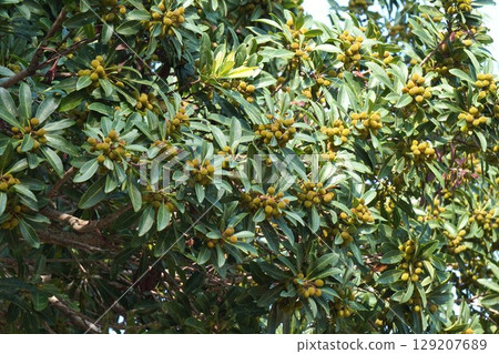 楊梅果實,2025年6月 楊梅果實,2025年6月 129207689