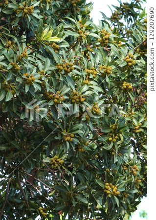 Bayberry fruit, June 2025 129207690