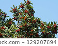Bayberry fruit, June 2025 129207694