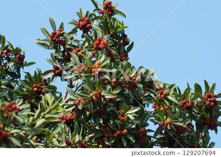 Bayberry fruit, June 2025 129207694