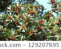 Bayberry fruit, June 2025 129207695