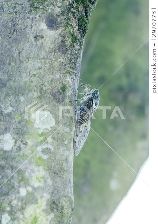 Ming-Min Semi Ming-Min Semi 129207731