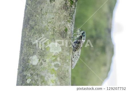 Ming-Min Semi 129207732