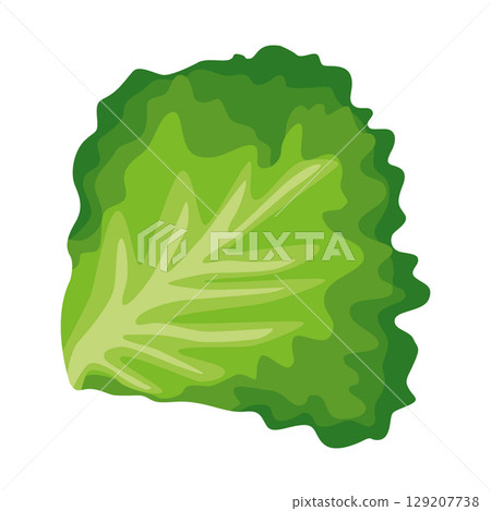 Fresh lettuce leaf, with crisp green leaves. Hand drawn. 129207738
