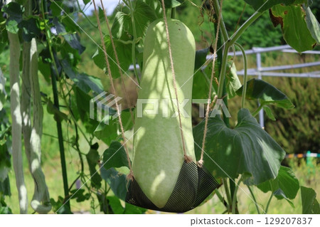 A close-up of the fruiting of the Onagasenpyo gourd A close-up of the fruiting of the Onagasenpyo gourd 129207837