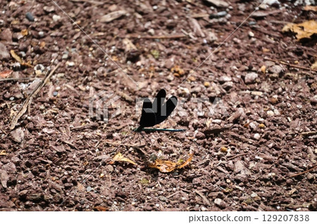A landscape with a dragonfly resting on the ground A landscape with a dragonfly resting on the ground 129207838