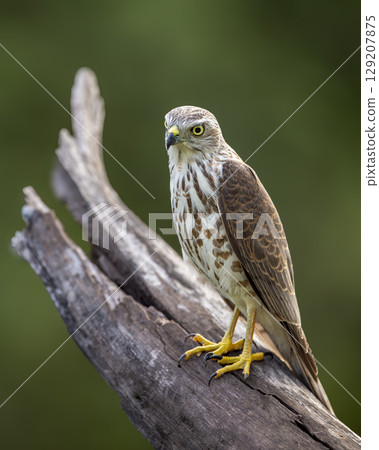 Shikra or Accipiter badius or little banded goshawk bird closeup perched in natural green background in winter season wildlife safari at ranthambore national park forest tiger reserve rajasthan india 129207875