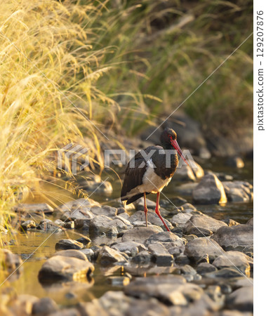 Black stork or Ciconia nigra bird protrait in winter morning light in migration season safari at ranthambore national park forest tiger reserve rajasthan india 129207876