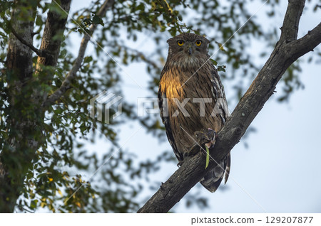 Brown fish owl or Bubo zeylonensis or Ketupa zeylonensis perched on tree after hunt of frog or toad kill in claw winter season safari at ranthambore national park forest tiger reserve rajasthan india Brown fish owl or Bubo zeylonensis or Ketupa zeylonensis perched on tree after hunt of frog or toad kill in claw winter season safari at ranthambore national park forest tiger reserve rajasthan india 129207877