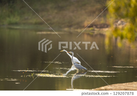grey heron or Ardea cinerea bird with reflection in water in winter season evening safari at keoladeo national park forest bharatpur bird sanctuary rajasthan india 129207878