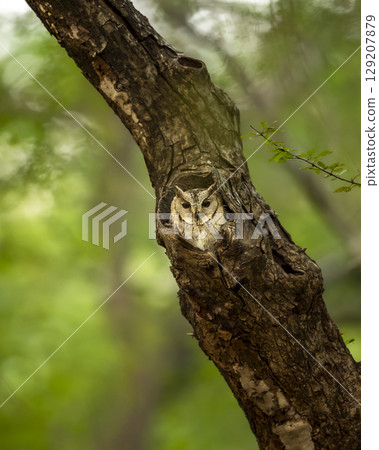 wild indian scops owl or Otus bakkamoena ranthambore national park forest tiger reserve rajasthan india bird with eye contact in nest hollow roosting in natural green background winter season safari 129207879